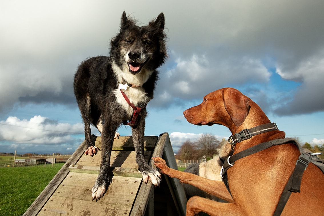 Bonnyton Dog Runs