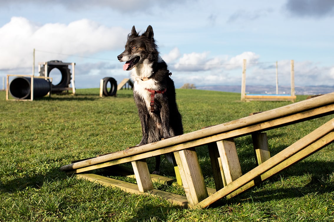 Bonnyton Dog Runs