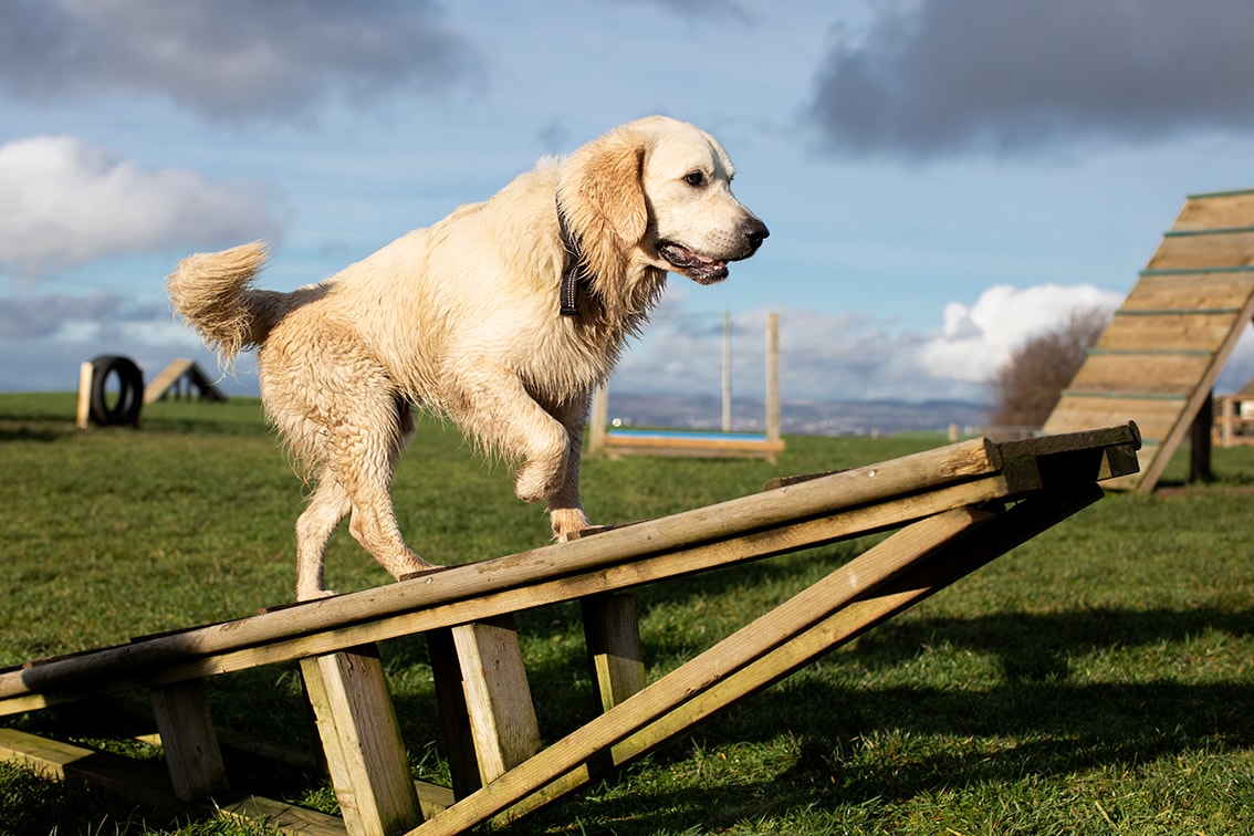 Bonnyton Dog Runs