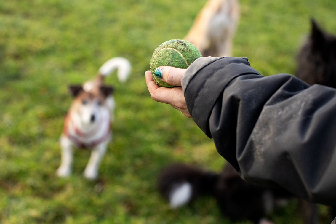 Bonnyton Dog Runs