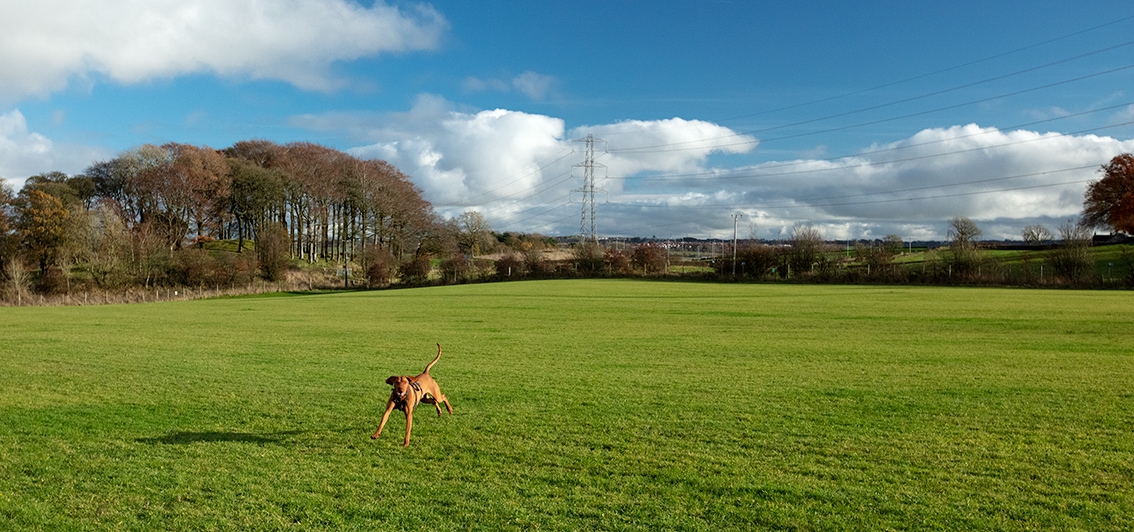 Bonnyton Dog Runs Bonnyton Dog Runs