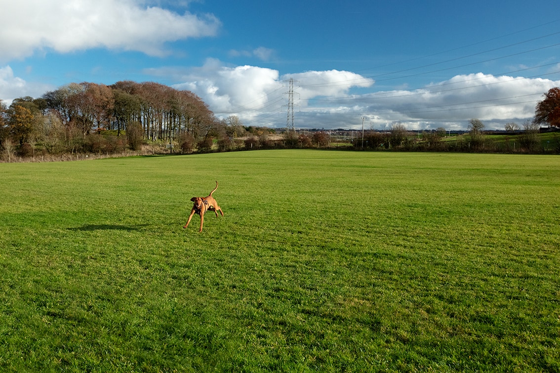 Bonnyton Dog Runs