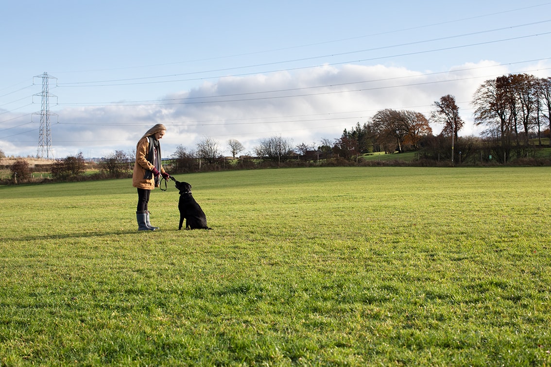 Bonnyton Dog Runs