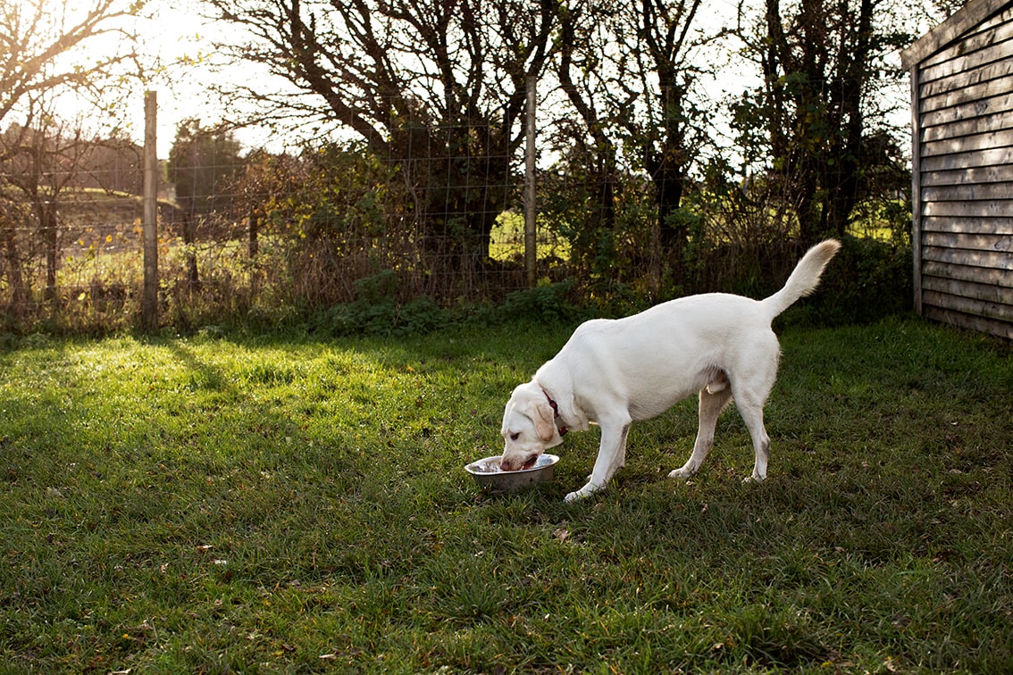 Bonnyton Dog Runs