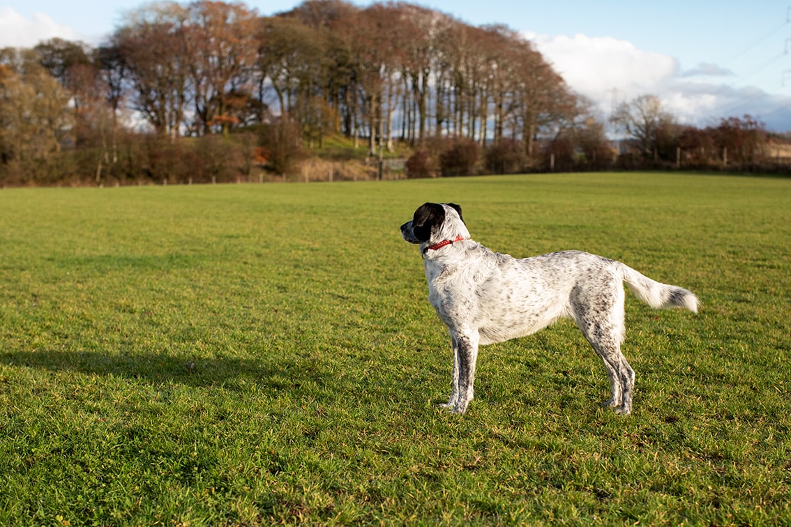 Bonnyton Dog Runs