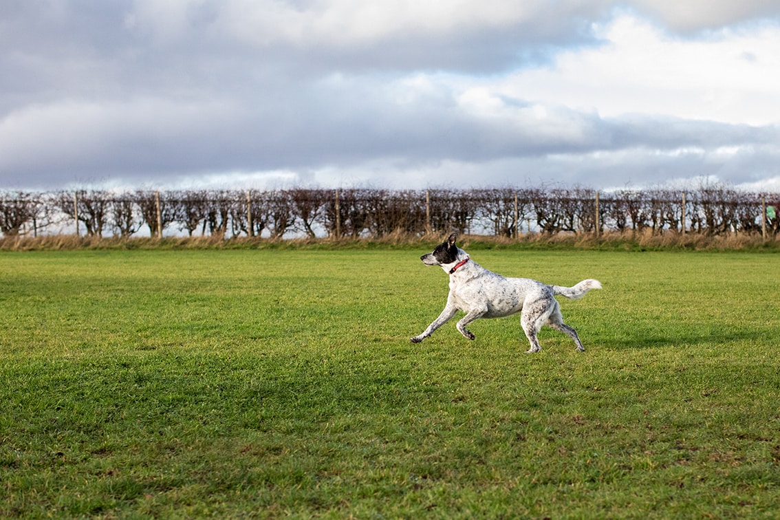 Bonnyton Dog Runs