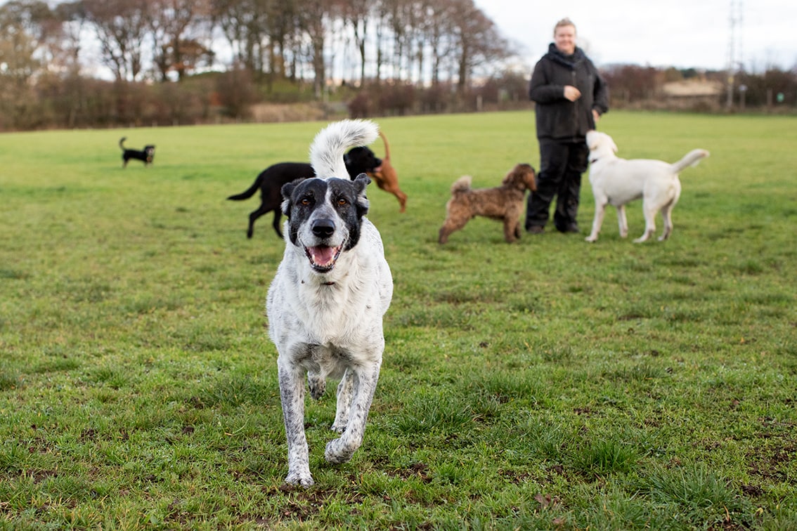 Bonnyton Dog Runs