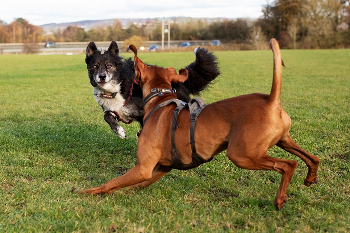 Bonnyton Dog Runs