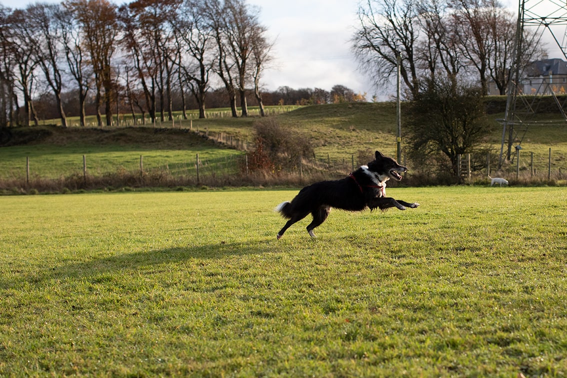 Bonnyton Dog Runs