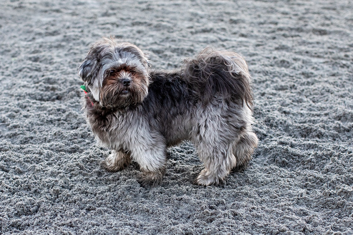 Bonnyton Dog Runs