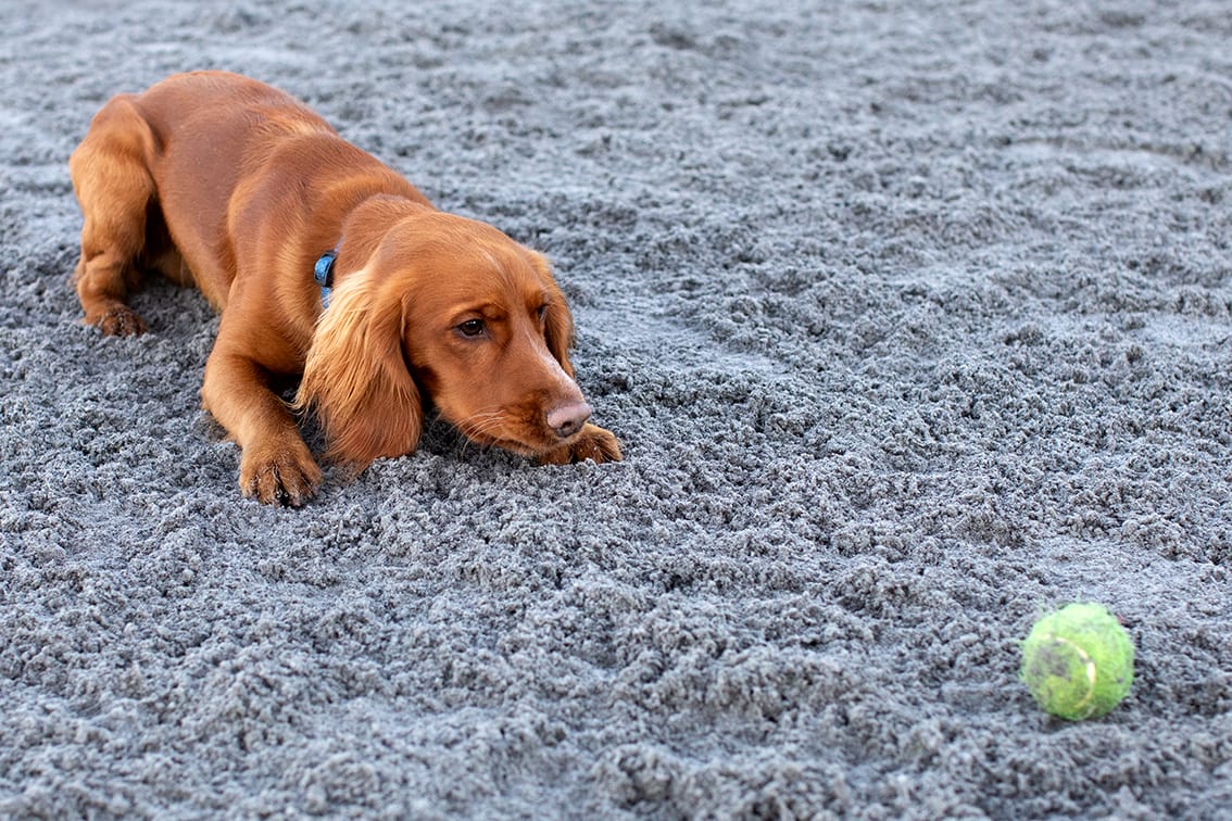 Bonnyton Dog Runs