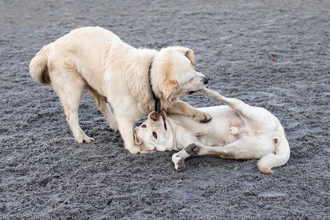 Bonnyton Dog Runs