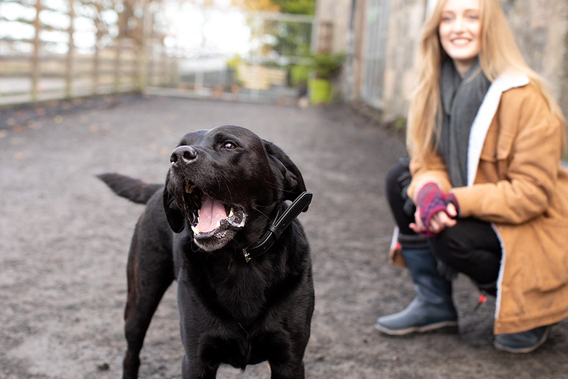 Bonnyton Dog Runs