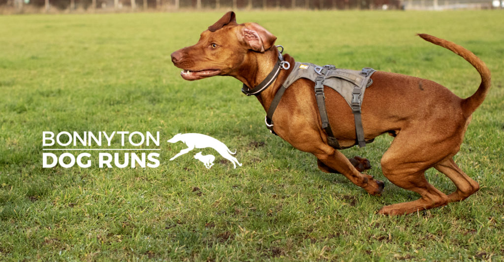 Bonnyton Dog Runs