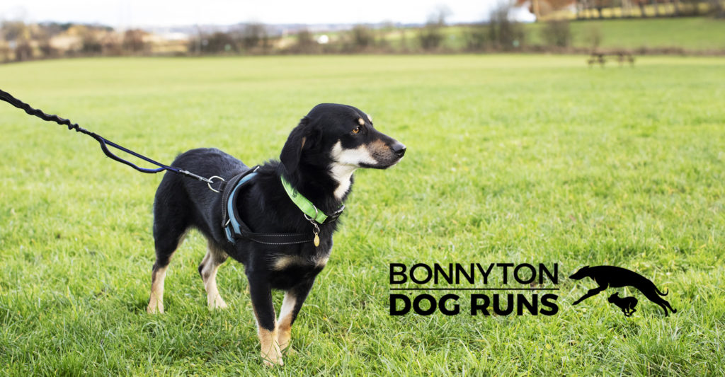 Bonnyton Dog Runs