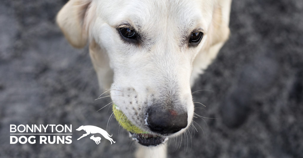 Bonnyton Dog Runs Bonnyton Dog Runs
